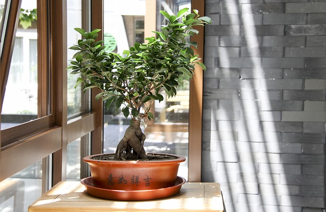 Własne bonsai