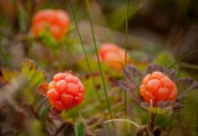 Malina moroszka – właściwości kosmetyczne tego wyjątkowego owocu