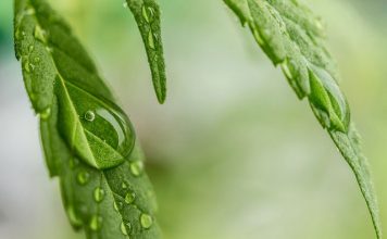 CBD a padaczka. Czy kannabidiol pomoże 65 milionom chorych?