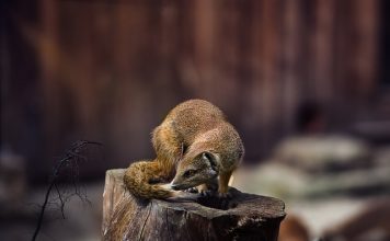 Polowanie na kuny, czyli pułapki, przynęty, bezpieczeństwo Polowanie na kuny, czyli pułapki, przynęty, bezpieczeństwo