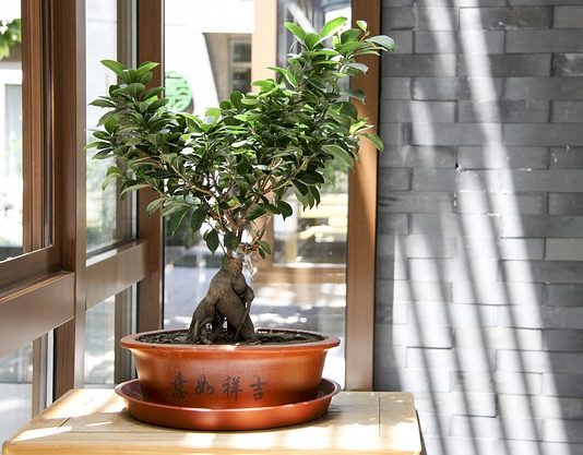 Własne bonsai