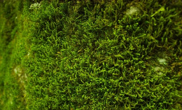 Dlaczego dekoracje z mchu są idealne do tworzenia naturalnych aranżacji? Dekoracje z mchu