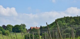 Gdzie kupić sztangę? Gdzie kupić sztangę?