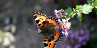 Ile waży 1 łyżeczka majeranku?