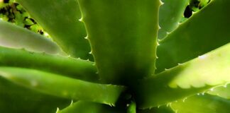 Dlaczego nad morzem jest dużo jodu?