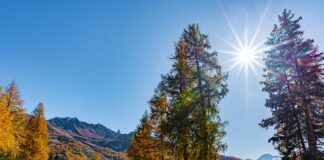 Jak zrobić masę na tort?