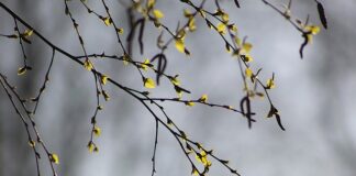 Czy brzoza nadaje się na altankę?