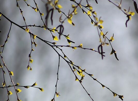 Czy brzoza nadaje się na altankę?
