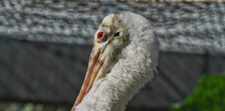 Do czego służy szpatułka?