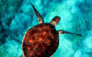 Jaka jest najlepsza powłoką patelni?