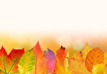 Czy Olcha dobrze się pali? Czy Olcha dobrze się pali?