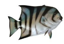 Jaki szpadel lepszy prosty czy ostry? Jaki szpadel lepszy prosty czy ostry?