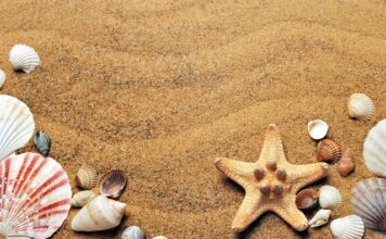 Jaka jest najlepsza muszla klozetowa?