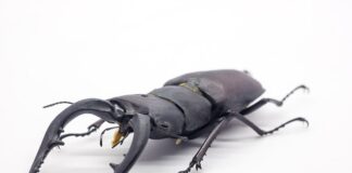 Jak stworzyć łopatę? Jak stworzyć łopatę?