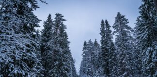 Czy budowa altany ogrodowej wymaga zgłoszenia?