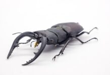 Czym posmarować łopatę do śniegu? Czym posmarować łopatę do śniegu?