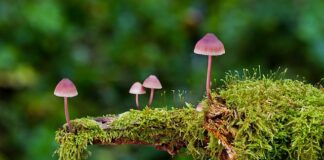 Jakie są rodzaje ładowarek? Jakie są rodzaje ładowarek?