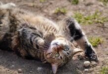 Ile kosztuje tygodniowy pobyt na Krecie?