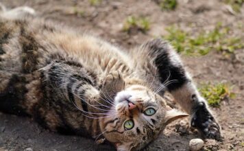 Ile kosztuje tygodniowy pobyt na Krecie?