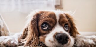 Co zrobić żeby pies nie sikał na tarasie?