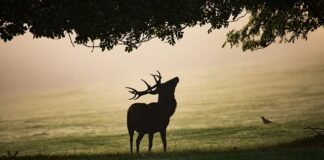 Ile kosztuje Łopata do śniegu? Ile kosztuje Łopata do śniegu?