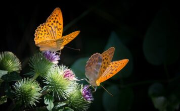 Jak zrobić dobrą masę do tortu?
