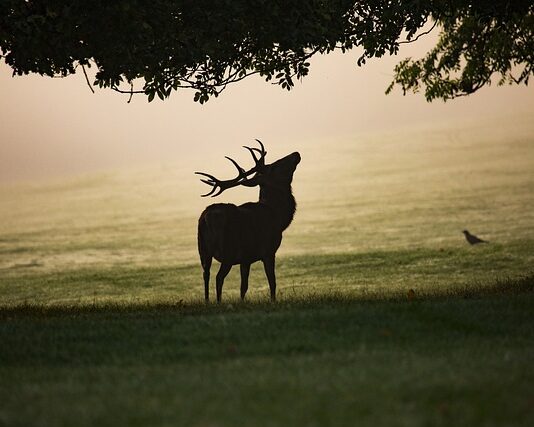 Jak wygląda łopata? Jak wygląda łopata?