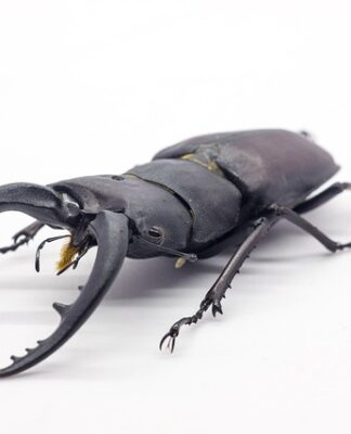 Jaka łopatę kupić?