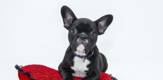 Czy pies może spaść z balkonu?