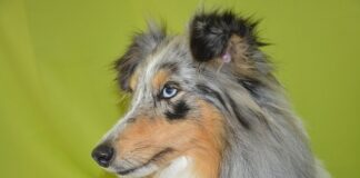 Ile procent szlachty było w Polsce?