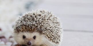 Jakie kołki do wieszania szafek łazienkowych?