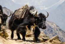 Gdzie kupić mocny magnes?