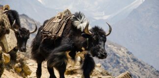 Gdzie kupić mocny magnes?