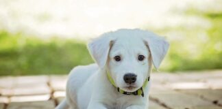 Czy można trzymać psa na łańcuchu?