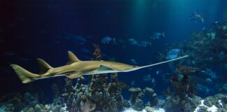 Która lepsza piła Husqvarna czy Stihl? Która lepsza piła Husqvarna czy Stihl?