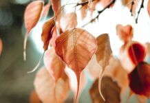 Jak odróżnić żyle od tętnicy? Jak odróżnić żyle od tętnicy?