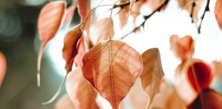 Jak odróżnić żyle od tętnicy? Jak odróżnić żyle od tętnicy?