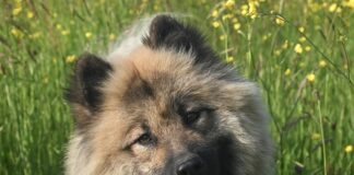 Dlaczego suczka po porodzie piszczy?