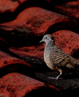 Czy musi być Wyłaź na dach?