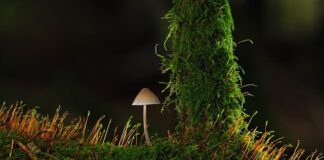 Jak urządzić mały pokój dla dwóch chłopców?