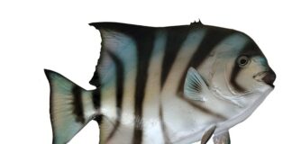 Czy szpadel się ostrzy? Czy szpadel się ostrzy?