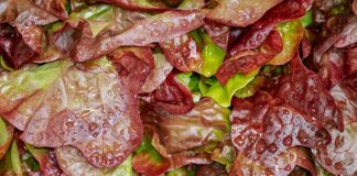 Czym nabierać Sałatkę?