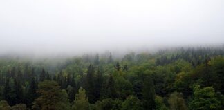 Jak zasłonić się na tarasie?