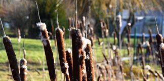 Jak po niemiecku szpadel? Jak po niemiecku szpadel?