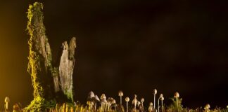 Jakie są rodzaje łóżek? Jakie są rodzaje łóżek?