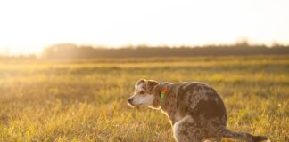 Kiedy znikają odchody połogowe? Kiedy znikają odchody połogowe?