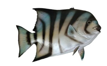 Do czego służy szpadel drenarski?