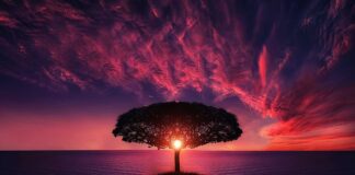 Czy można wyciąć drzewo tuje na cmentarzu?