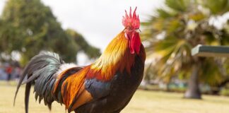 Co daje kogut na kominie? Co daje kogut na kominie?