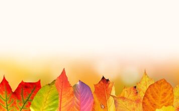 Czy olcha i Olszyna to to samo?